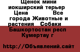 Щенок мини иокширский терьер › Цена ­ 10 000 - Все города Животные и растения » Собаки   . Башкортостан респ.,Кумертау г.